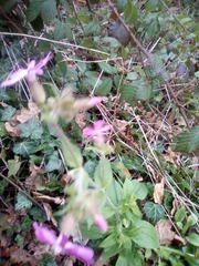Silene dioica