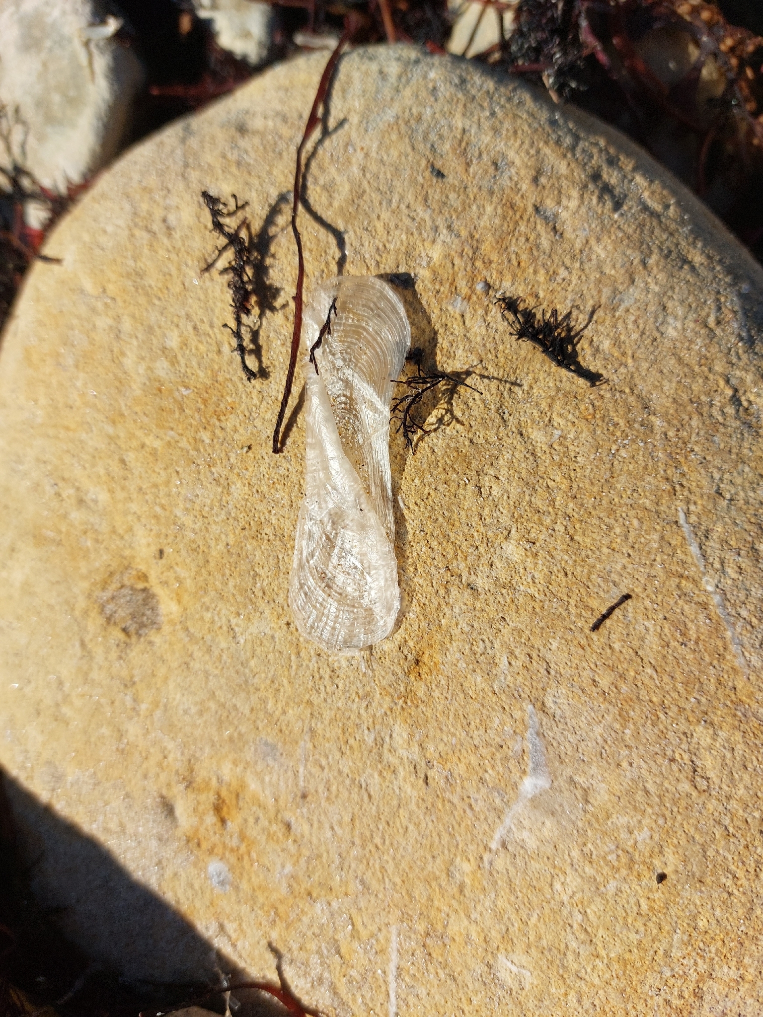 Velella velella (Linnaeus, 1758)