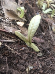 Dipterocarpaceae