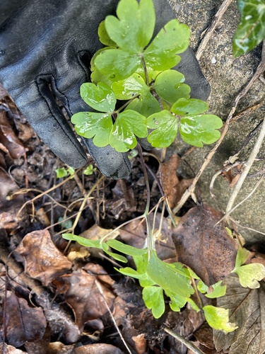 European columbine
