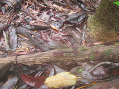 Hymenochaete setipora