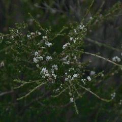 Micromyrtus sessilis