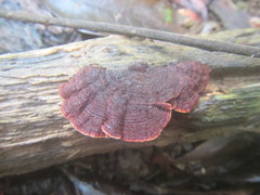 Hymenochaete setipora