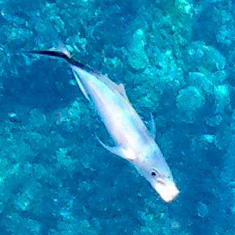Bar-makreel (Caranx ruber) — Carangidae