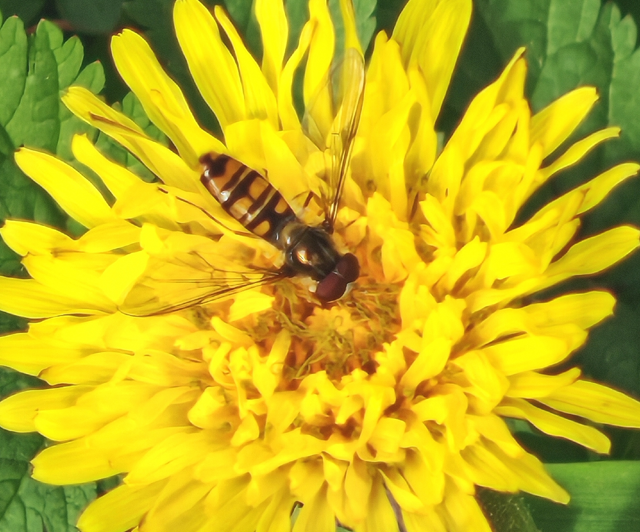 Hainschwebfliege