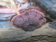 Hymenochaete setipora