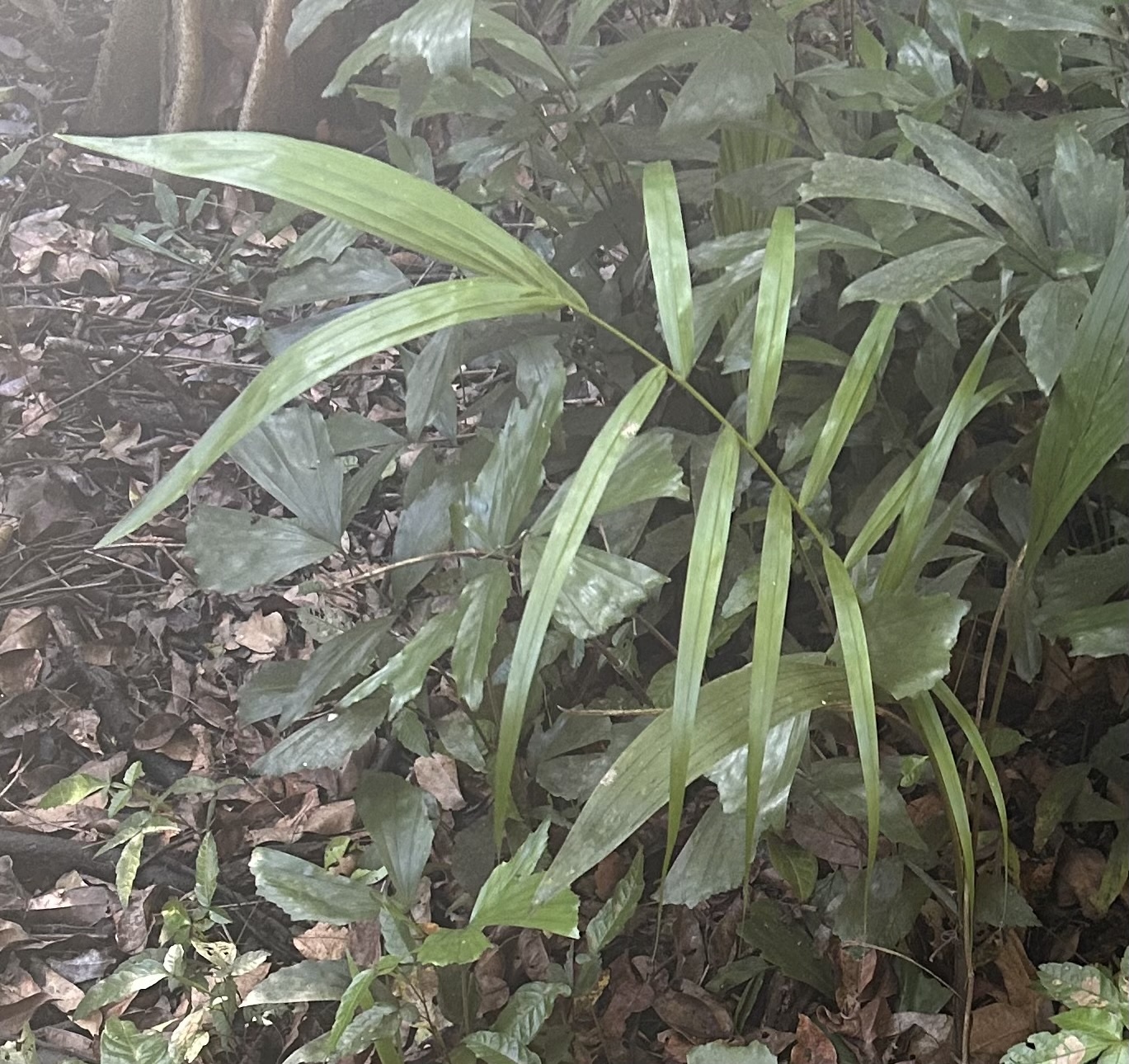 Puerto Rican royal palm