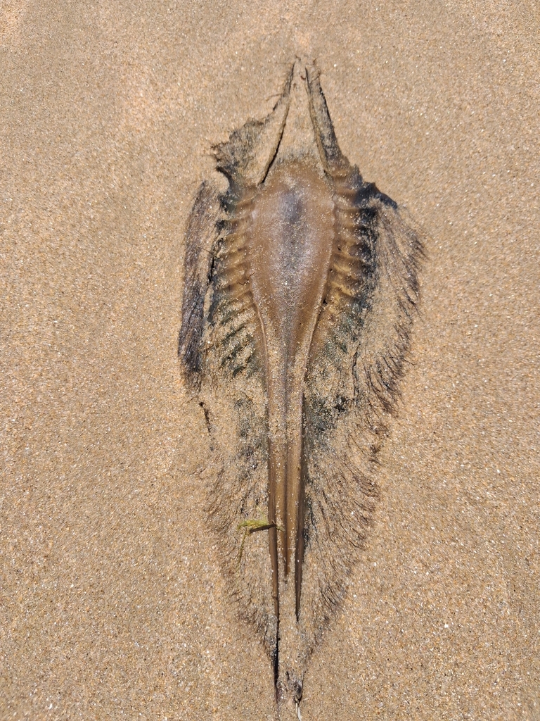 Cape elephantfish (Callorhinchus capensis) — Callorhinchidae
