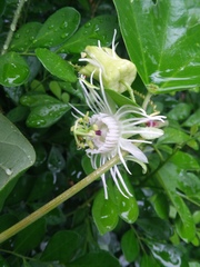 Passiflora tricuspis