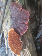 Hymenochaete setipora