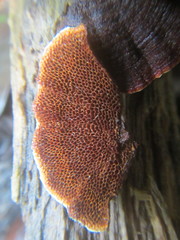 Hymenochaete setipora