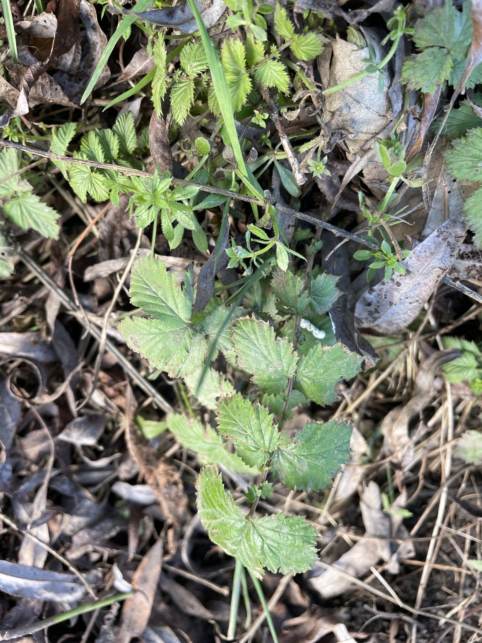 Meadowsweet