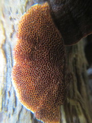 Hymenochaete setipora