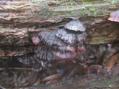 Hymenochaete setipora