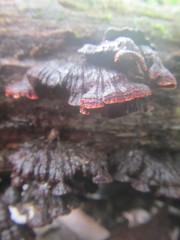 Hymenochaete setipora