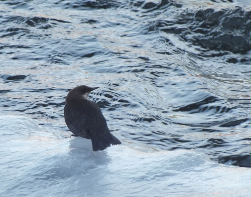 White-throated Dipper (Cinclus cinclus), photo 3