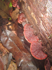 Hymenochaete setipora
