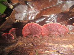 Hymenochaete setipora