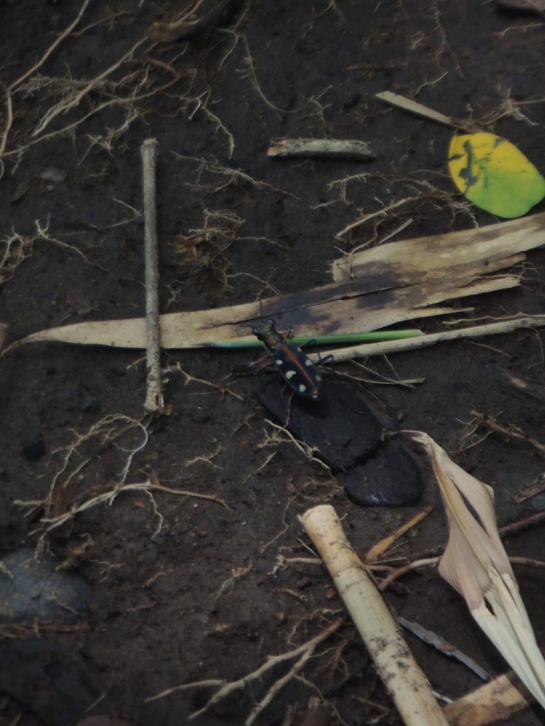 Cicindela aurulenta (Cicindela aurulenta)