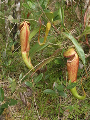 Nepenthes bokorensis