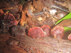 Hymenochaete setipora
