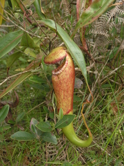 Nepenthes bokorensis