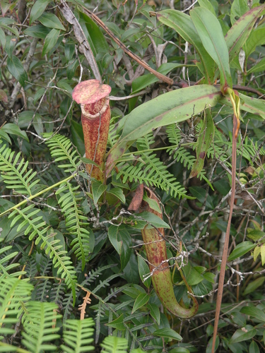 Nepenthes bokorensis