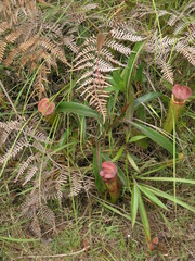 Nepenthes bokorensis