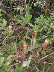 Nepenthes bokorensis