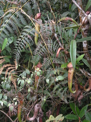 Nepenthes bokorensis