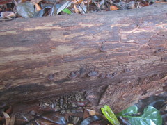 Hymenochaete microcycla