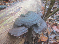 Hymenochaete microcycla