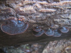 Hymenochaete microcycla