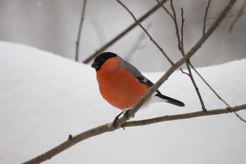 Eurasian Bullfinch (Pyrrhula pyrrhula), photo 9