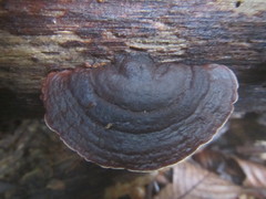 Hymenochaete microcycla