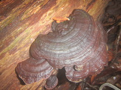 Hymenochaete microcycla