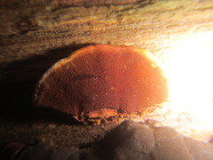 Hymenochaete microcycla