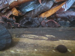 Hymenochaete microcycla