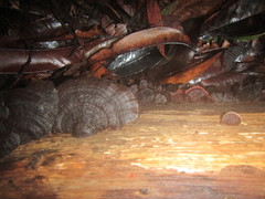 Hymenochaete microcycla