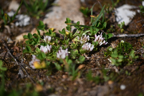 Thal's clover (Trifolium thalii)