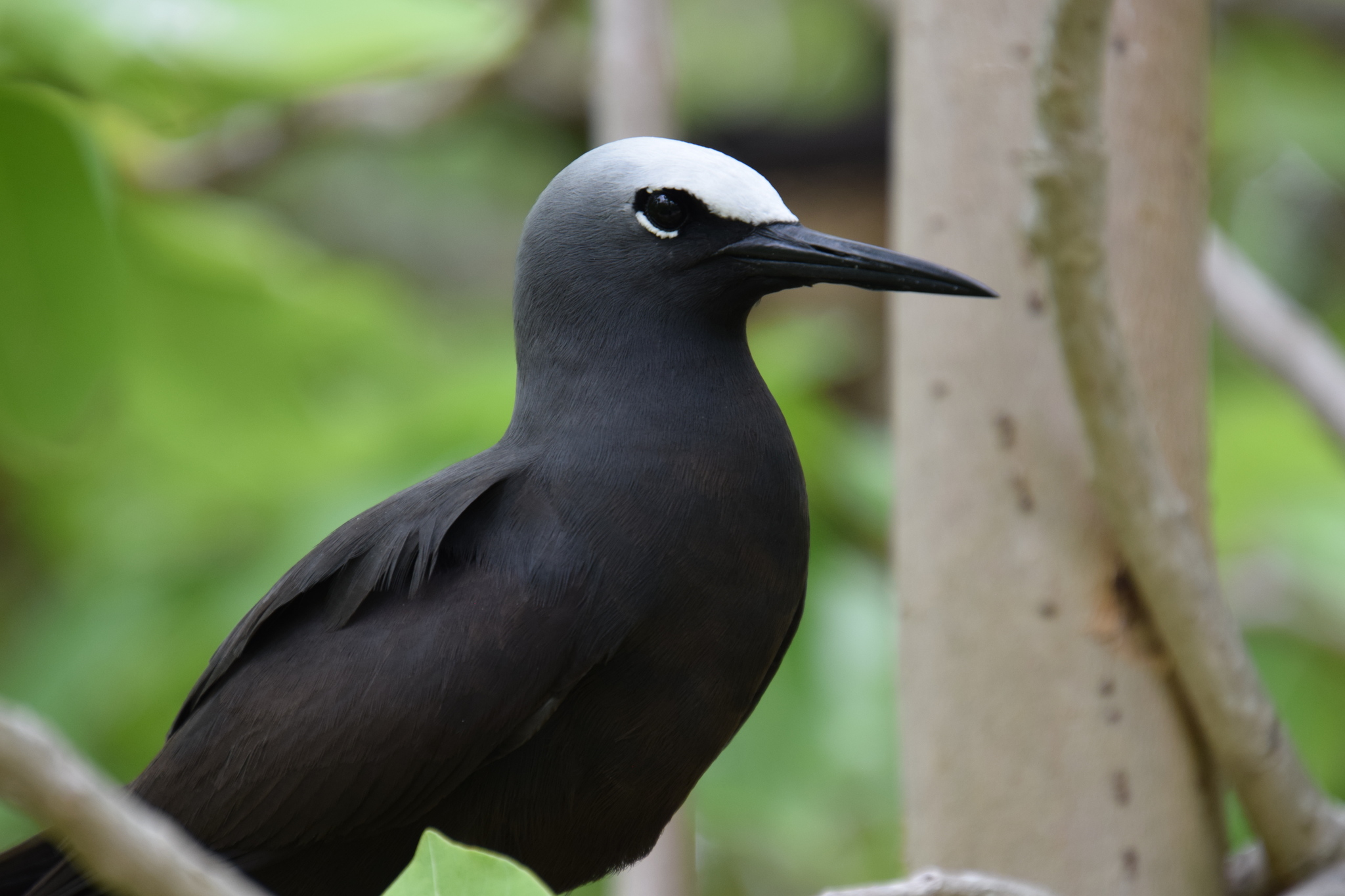 Black Noddy (Anous minutus)