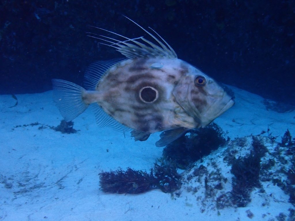 Atlantic John dory (Zeus faber) — Zeidae