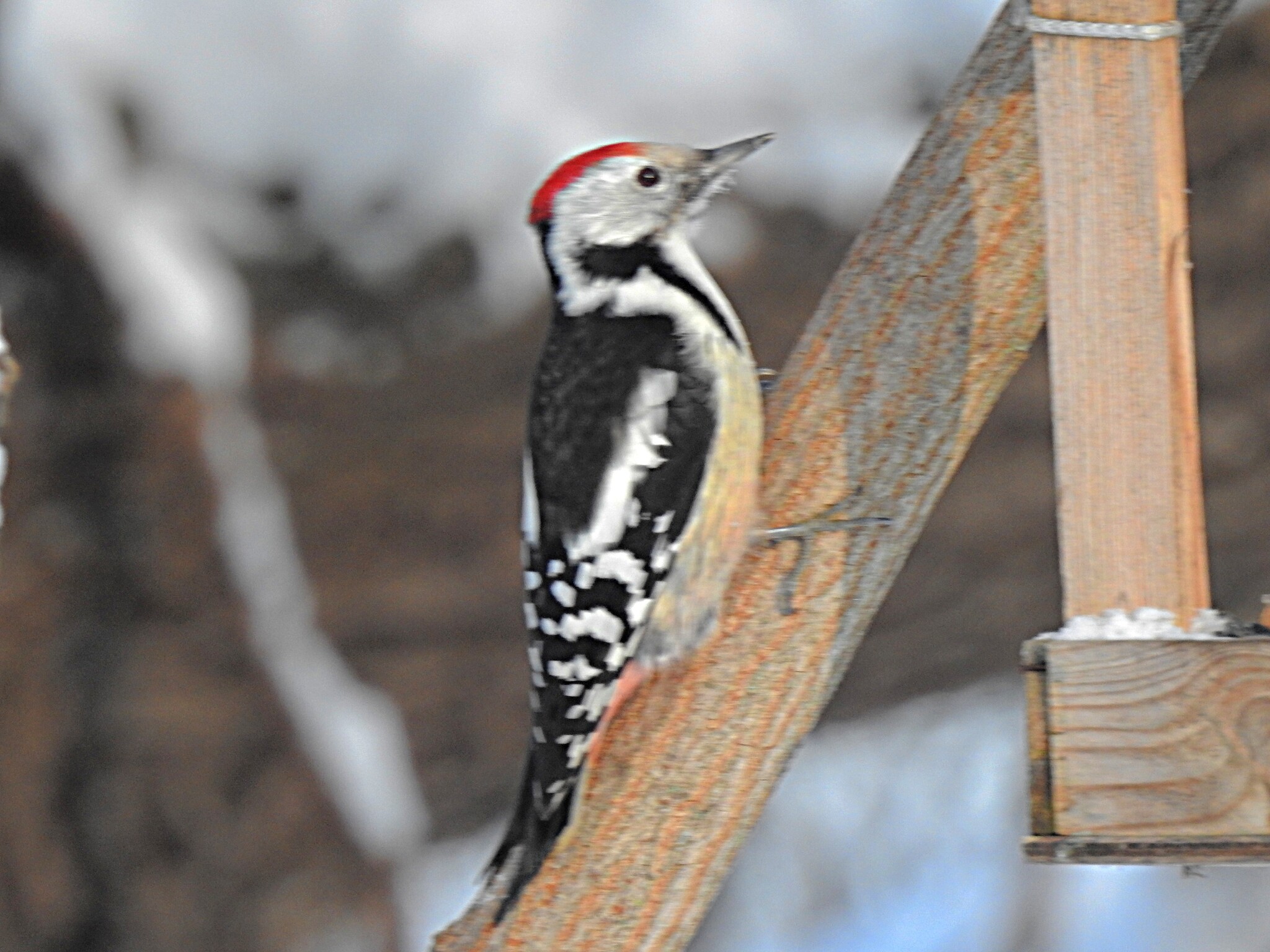 Middle Spotted Woodpecker (Dendrocoptes medius)