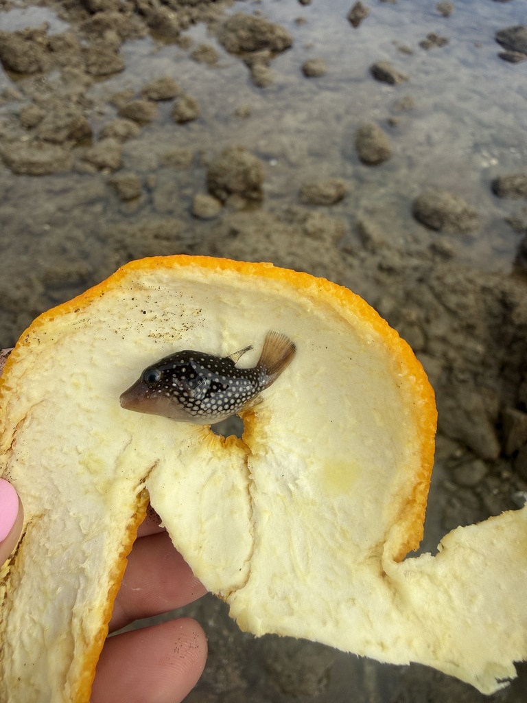 Spotted sharpnose puffer (Canthigaster punctatissima) — Tetraodontidae