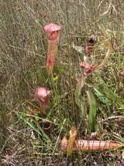 Nepenthes bokorensis