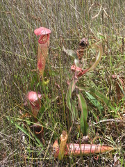 Nepenthes bokorensis