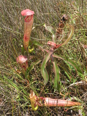 Nepenthes bokorensis