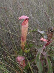 Nepenthes bokorensis