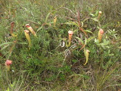 Nepenthes bokorensis