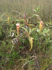Nepenthes bokorensis